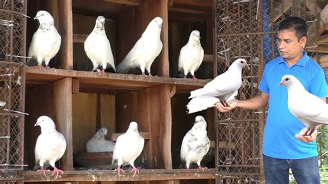 Pigeon Farming Business Plan